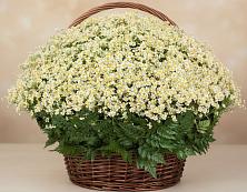 Цветочная композиция из Ромашки в корзине #REPLACE_PRED# Юрино